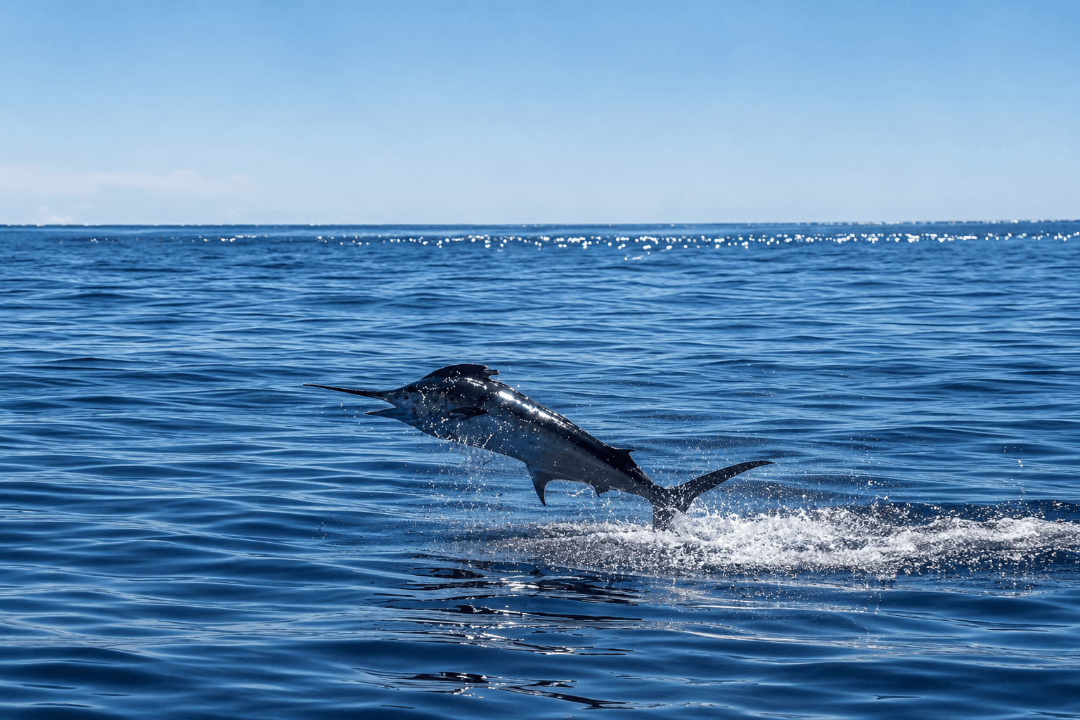 Plane to Sea sportfishing charter Plane to Sea sportfishing charter