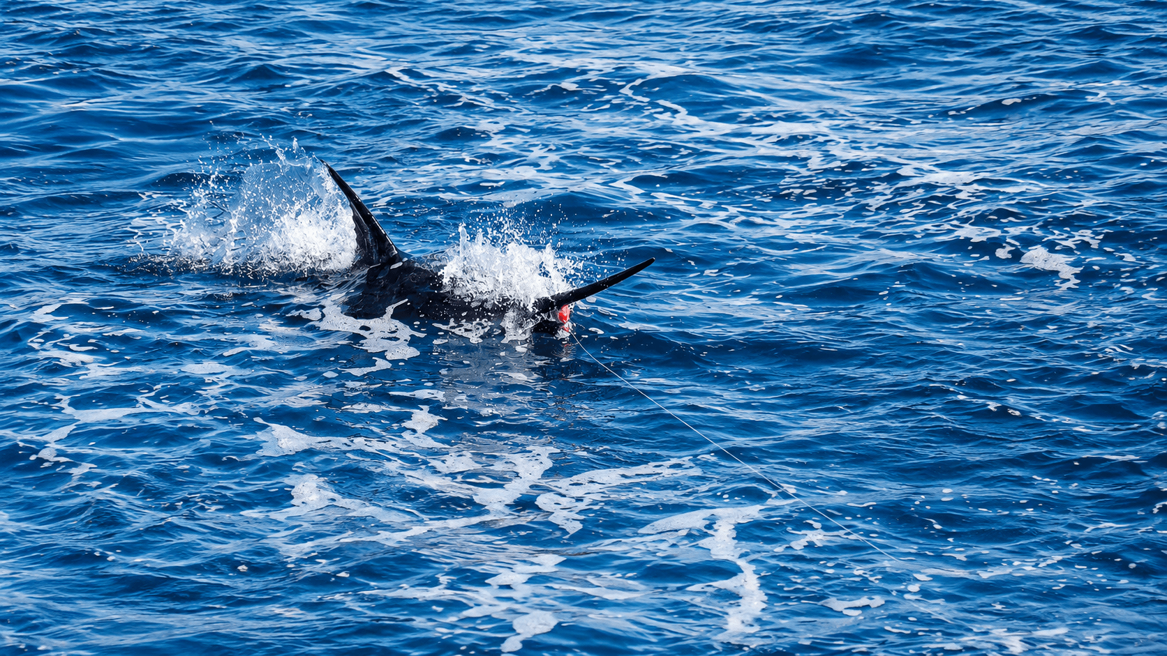 Sportfishing aboard Plane to Sea Sportfishing aboard Plane to Sea